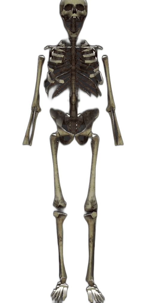 Bitch player model