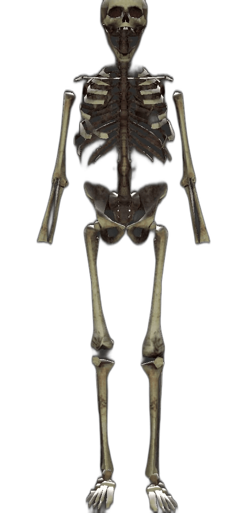 Boney player model